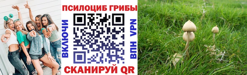 Псилоцибиновые грибы Cubensis  сколько стоит  Ворсма 